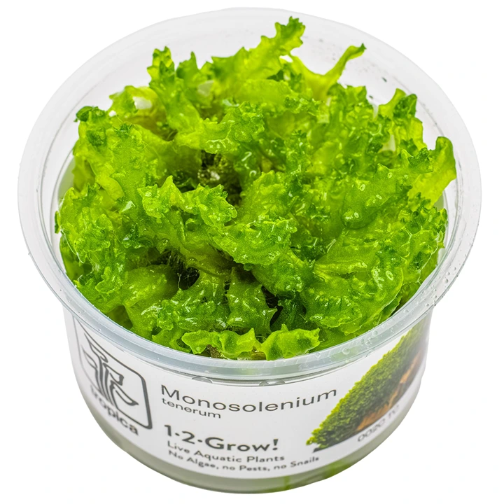 Tropica Monosolenium tenerum 1-2-GROW